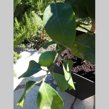 Villa Casa Nora Adriatica *