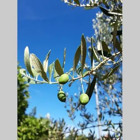 Casa Nora Adriatica Villa *
