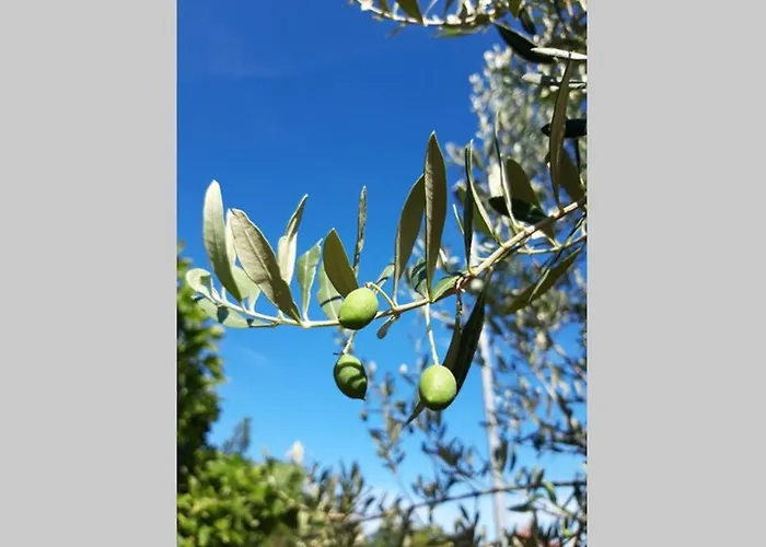 Casa Nora Adriatica Villa *