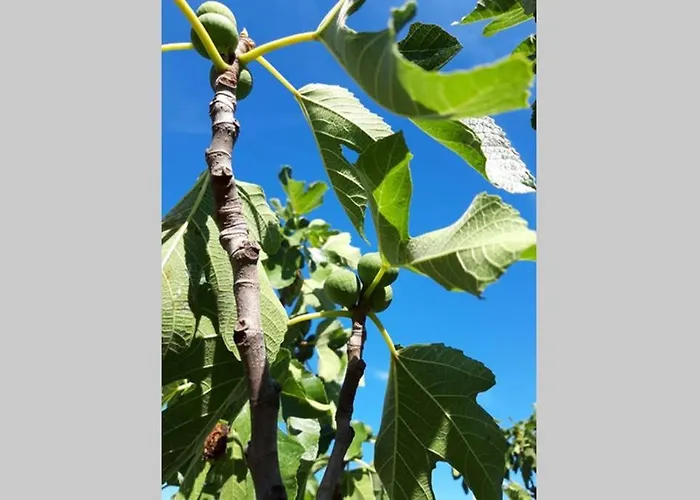 Casa Nora Adriatica Βίλα Vilanija